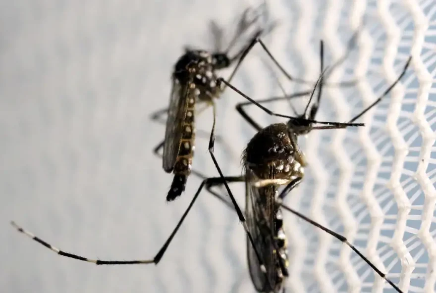 SES confirma 13 casos de óbito por dengue em Goiás