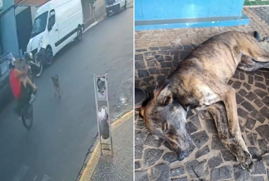 motociclista-irresponsavel-atropela-cachorro-em-alta-velocidade3A-a-importancia-de-respeitar-o-transito-e-zelar-pelos-animais