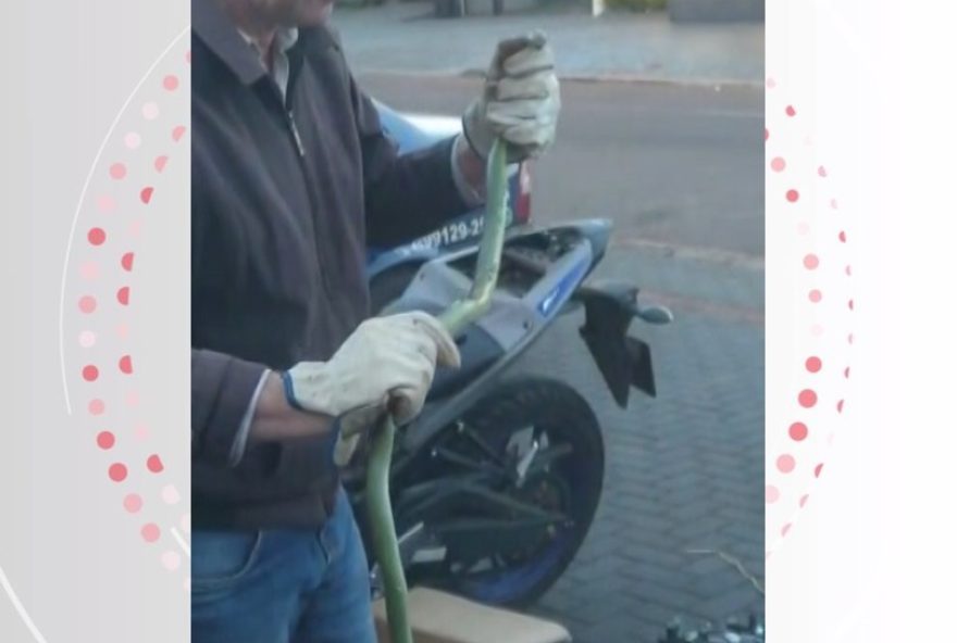 motociclista-leva-serpente-de-carona-por-12-km-em-cascavel2C-parana