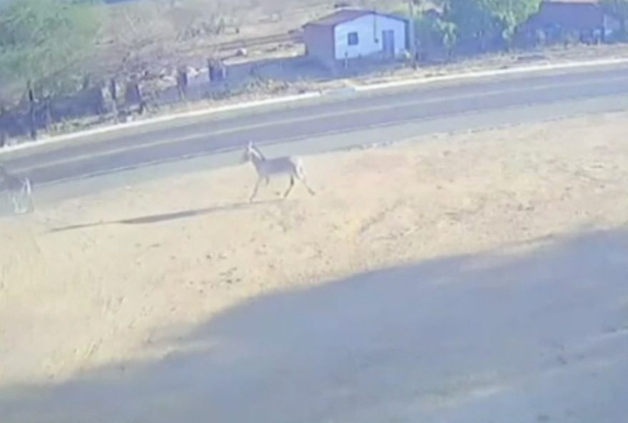 motociclista-se-fere-ao-colidir-com-jumento-em-rodovia-no-ceara3A-animal-morreu