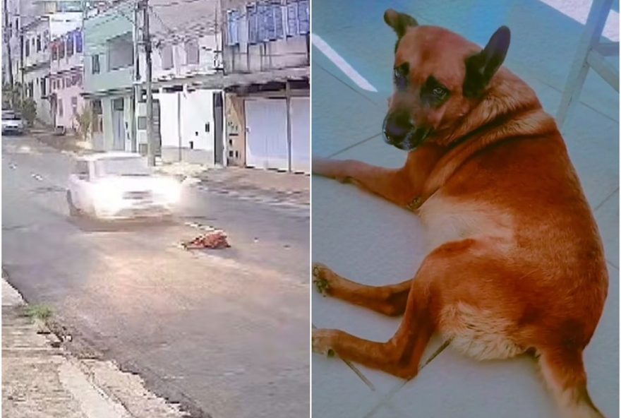 motorista-atropela-e-mata-cachorro-em-juiz-de-fora3A-crime-intencional2C-diz-delegado