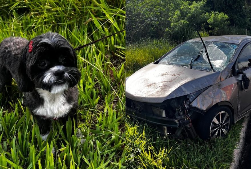 motorista-capota-carro-com-criancas-apos-cachorro-pular-no-colo3A-entenda-as-regras-de-transporte-de-animais-no-transito