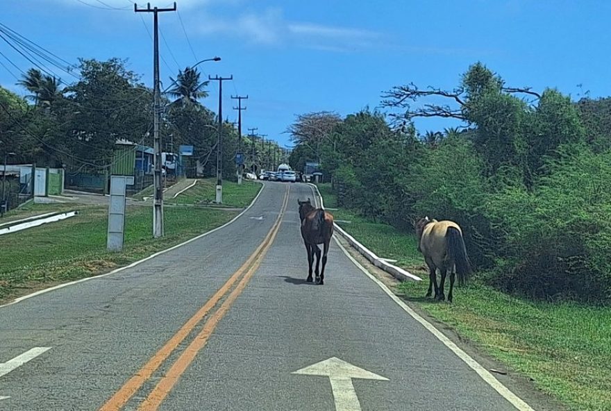 motorista-filma-cavalo-solto-em-pista-de-fernando-de-noronha3A-risco-de-acidentes-aumenta