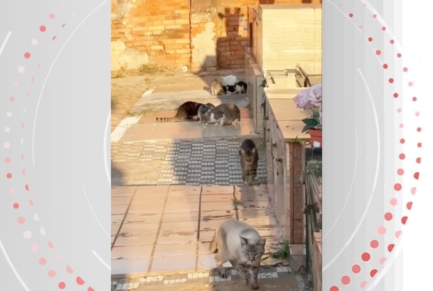 mp-sp-cobra-esclarecimentos-da-prefeitura-de-piracicaba-sobre-reducao-na-quantidade-de-racao-para-gatos-abandonados-no-cemiterio