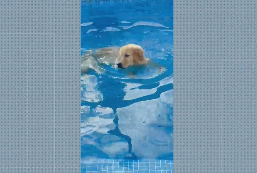 mprj-denuncia-responsavel-por-maus-tratos-que-resultaram-na-morte-de-cadela-em-hospedagem-pet mprj-denuncia-responsavel-por-maus-tratos-que-resultaram-na-morte-de-cadela-em-hospedagem-pet