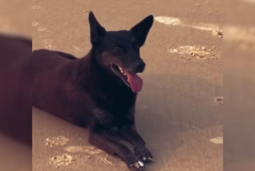 mpsc-aponta-lacunas-e-solicita-mais-informacoes-a-policia-sobre-inqueritos-de-maus-tratos-e-coacao3A-caso-orelha mpsc-aponta-lacunas-e-solicita-mais-informacoes-a-policia-sobre-inqueritos-de-maus-tratos-e-coacao3A-caso-orelha