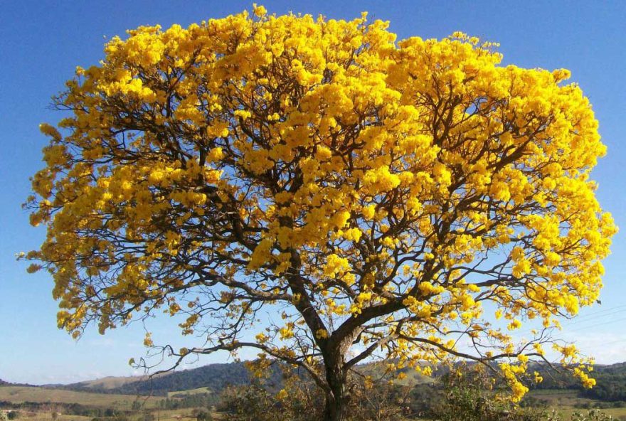 muda_de_ipe_amarelo_feita_de_semente_10793_1_20190722100618
