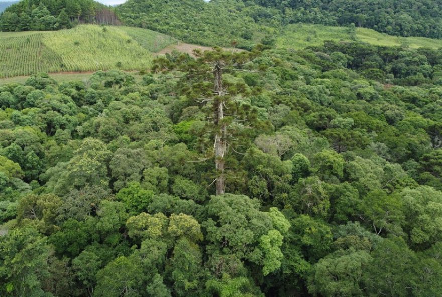 mudas-clonadas-da-araucaria-de-700-anos-sao-plantadas-no-parana3A-saiba-mais-sobre-o-processo-de-enxertia-e-regeneracao