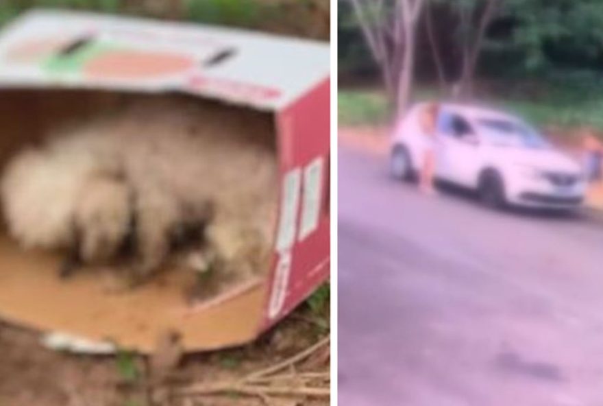 mulher-abandona-cao-em-caixa-de-papelao-no-interior-de-sp-crime-choca-e-revolta-g1 mulher-abandona-cao-em-caixa-de-papelao-no-interior-de-sp-crime-choca-e-revolta-g1