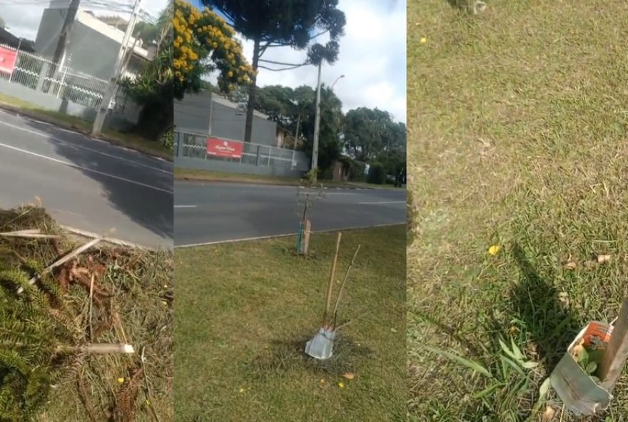 mulher-arranca-arvores-duas-vezes-em-curitiba-sob-efeito-de-remedios-e-alcool3A-entenda-o-caso-e-as-possiveis-medidas mulher-arranca-arvores-duas-vezes-em-curitiba-sob-efeito-de-remedios-e-alcool3A-entenda-o-caso-e-as-possiveis-medidas