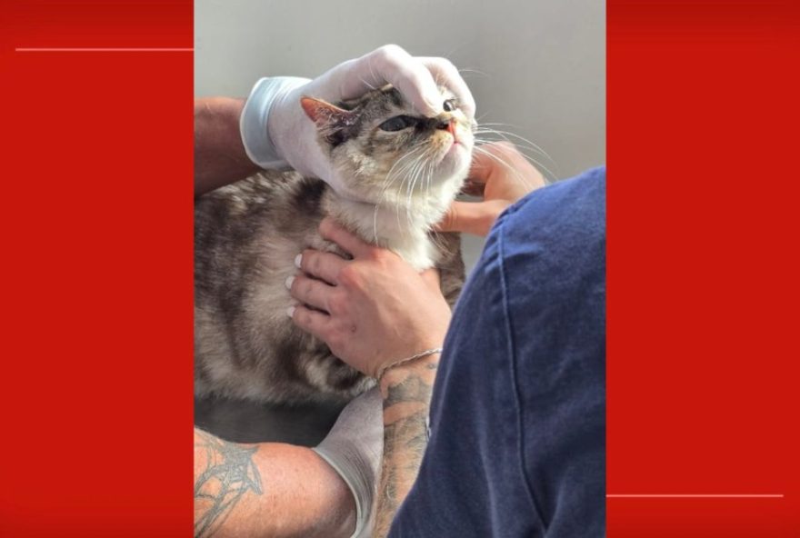 mulher-de-50-anos-e-presa-por-maus-tratos-a-gatos-em-apartamento-do-terror3A-sociedade-deve-agir-para-garantir-o-bem-estar-animal mulher-de-50-anos-e-presa-por-maus-tratos-a-gatos-em-apartamento-do-terror3A-sociedade-deve-agir-para-garantir-o-bem-estar-animal