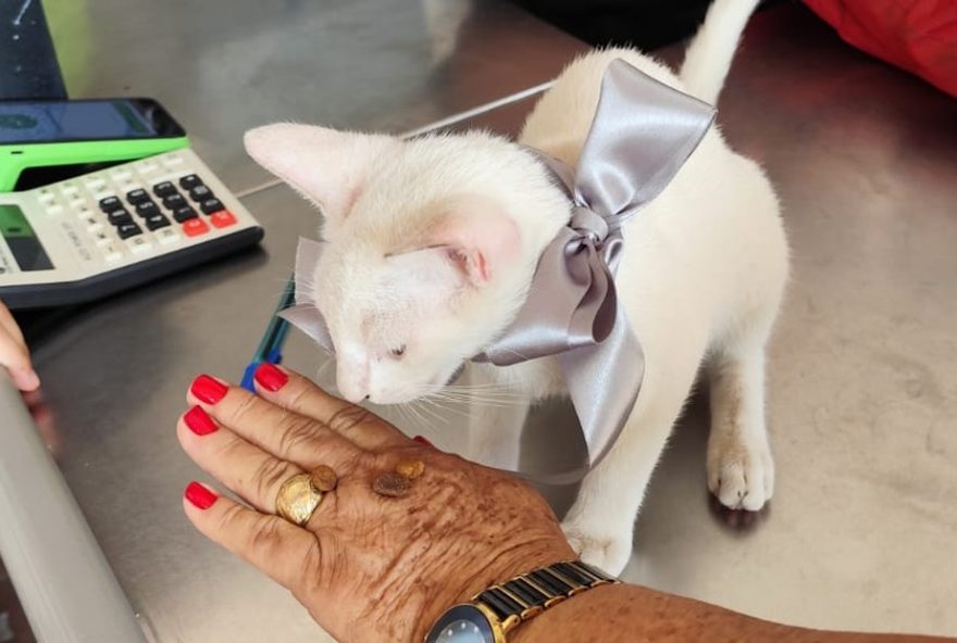 mulher-defende-gato-agredido-com-chute-em-capitao-poco2C-para3A-caso-gera-revolta-nas-redes-sociais mulher-defende-gato-agredido-com-chute-em-capitao-poco2C-para3A-caso-gera-revolta-nas-redes-sociais