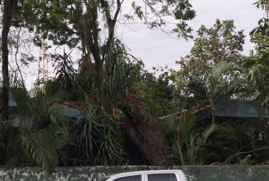mulher-e-atacada-por-enxame-de-abelhas-apos-queda-de-arvore-em-cubatao-sp