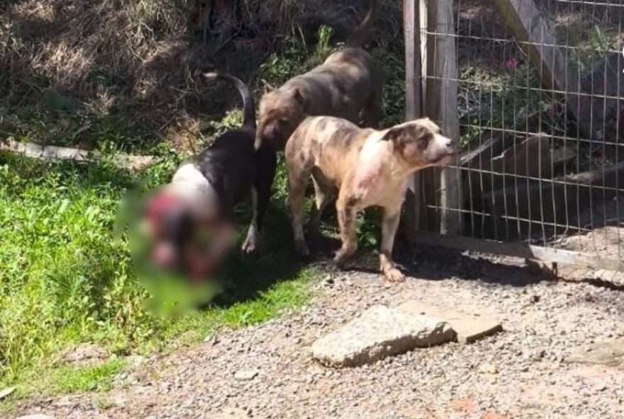 mulher-e-atacada-por-pitbulls-em-sapiranga3A-caes-recolhidos-para-investigacao