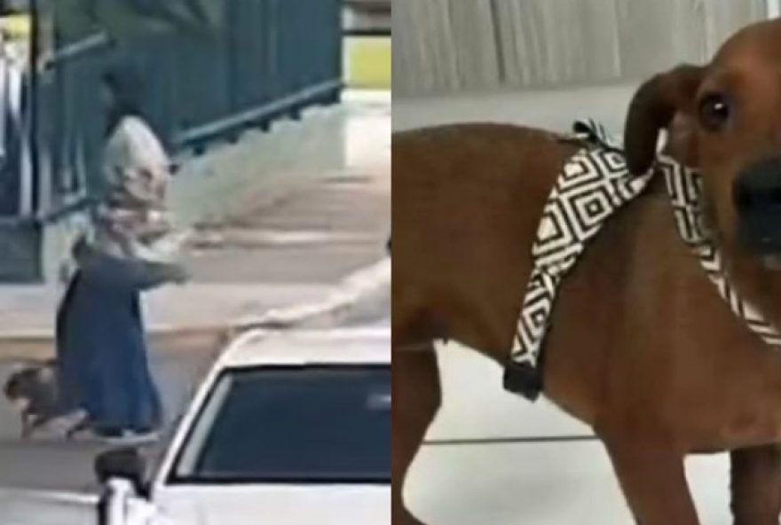 mulher-e-indiciada-por-abandonar-cadela-em-terminal-de-florianopolis3A-crueldade-repudiada-e-punida-saiba-mais mulher-e-indiciada-por-abandonar-cadela-em-terminal-de-florianopolis3A-crueldade-repudiada-e-punida-saiba-mais