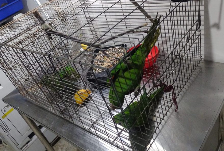 mulher-e-multada-em-r24-14-mil-por-manter-maritacas-em-cativeiro-em-limeira3A-caso-de-maus-tratos-aos-animais-silvestres mulher-e-multada-em-r24-14-mil-por-manter-maritacas-em-cativeiro-em-limeira3A-caso-de-maus-tratos-aos-animais-silvestres