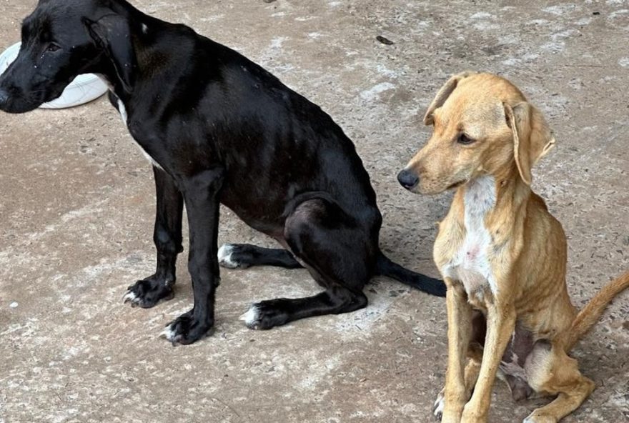 mulher-e-multada-em-r24-6-mil-por-maus-tratos-a-cachorros-em-presidente-prudente.-proteja-os-animais