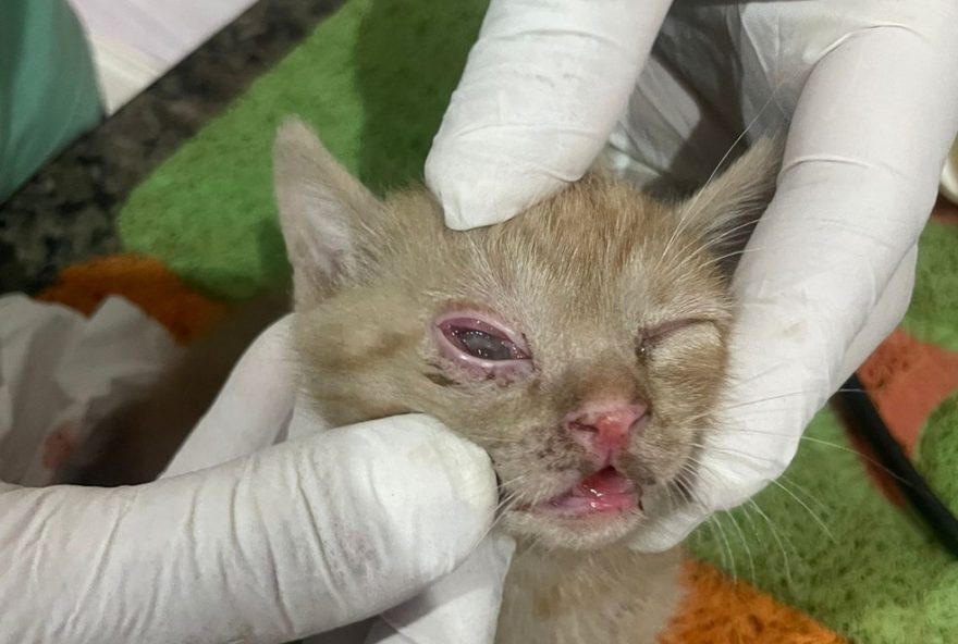 mulher-e-presa-por-arremessar-filhote-de-gato-em-mg3A-caso-chocante-de-maus-tratos