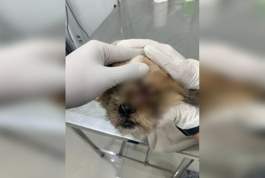 mulher-e-presa-por-maus-tratos-a-cachorro-em-sorocaba3B-animal-sofria-infestacao-de-larvas mulher-e-presa-por-maus-tratos-a-cachorro-em-sorocaba3B-animal-sofria-infestacao-de-larvas