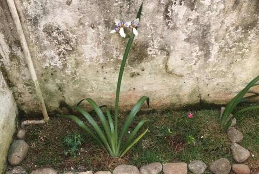 mulher-foi-encontrada-morta-no-jardim