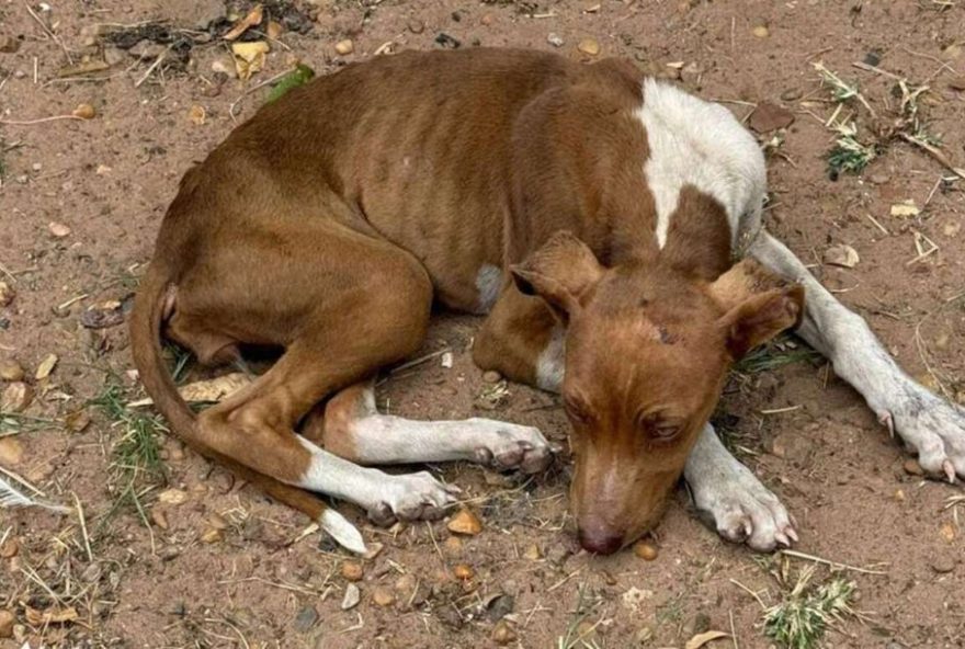 mulher-presa-por-maus-tratos-a-mais-de-50-animais-em-pirassununga3A-cena-chocante-de-abandono-e-desnutricao