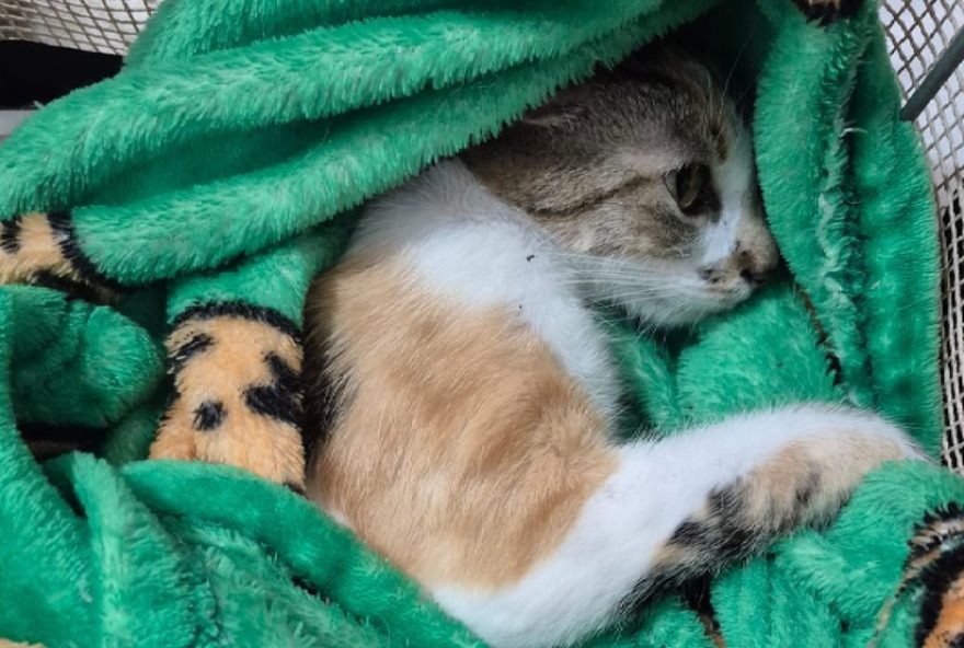 mulher-que-jogou-gata-do-12o-andar-em-curitiba-recebe-liberdade-provisoria3A-gata-pluma-se-recupera-e-aguarda-adocao mulher-que-jogou-gata-do-12o-andar-em-curitiba-recebe-liberdade-provisoria3A-gata-pluma-se-recupera-e-aguarda-adocao