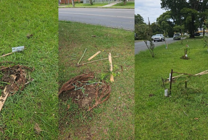 mulher-vandaliza-mudas-de-araucarias-em-curitiba2C-especie-ameacada-de-extincao mulher-vandaliza-mudas-de-araucarias-em-curitiba2C-especie-ameacada-de-extincao