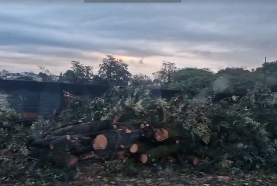 multado-dono-de-terreno-por-corte-ilegal-de-nove-arvores-em-cascavel