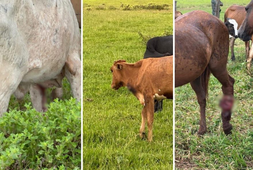 multas-de-mais-de-r2412-mil-por-maus-tratos-a-animais-e-dano-ambiental-em-anhumas09sp multas-de-mais-de-r2412-mil-por-maus-tratos-a-animais-e-dano-ambiental-em-anhumas09sp