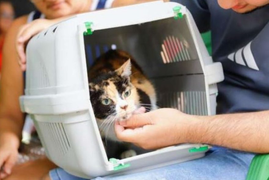 mutirao-gratuito-de-castracao-de-gatos-em-fortaleza3A-participe-e-promova-saude-e-bem-estar mutirao-gratuito-de-castracao-de-gatos-em-fortaleza3A-participe-e-promova-saude-e-bem-estar