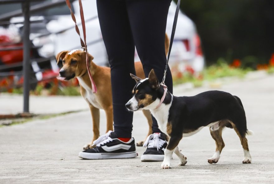 mutiroes-de-castracao-gratuita-de-caes-e-gatos-em-curitiba3A-inscricoes-abertas-para-mais-de-2-mil-vagas