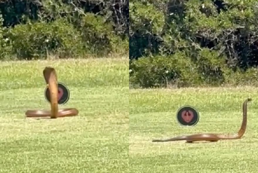 Imagens, que rapidamente se tornaram virais, mostram a naja deslizando pelo gramado, surpreendendo golfistas presentes (Foto: reprodução/Instagram)