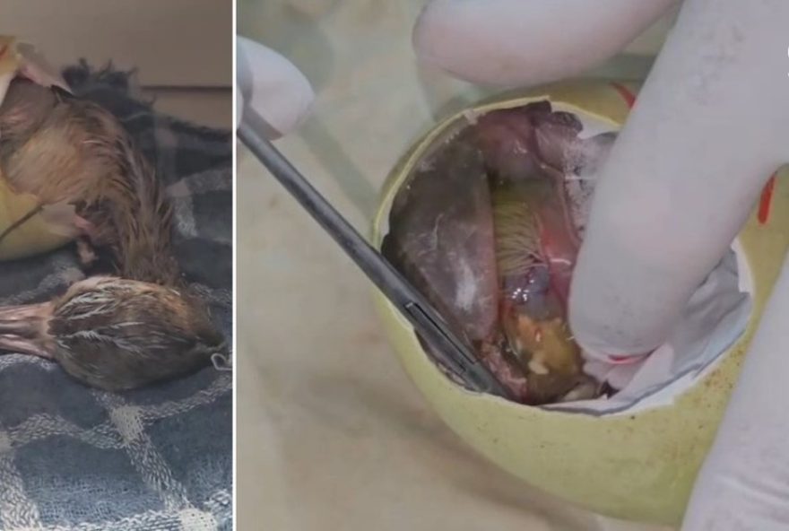 nascimento-de-ema-por-incubacao-artificial-no-gramadozoo-do-rs nascimento-de-ema-por-incubacao-artificial-no-gramadozoo-do-rs