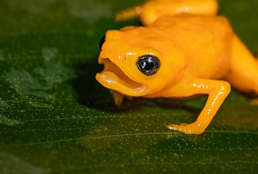 nova-especie-de-sapo-brasileiro-e-batizada-em-homenagem-ao-presidente-lula3B-veja-imagem nova-especie-de-sapo-brasileiro-e-batizada-em-homenagem-ao-presidente-lula3B-veja-imagem