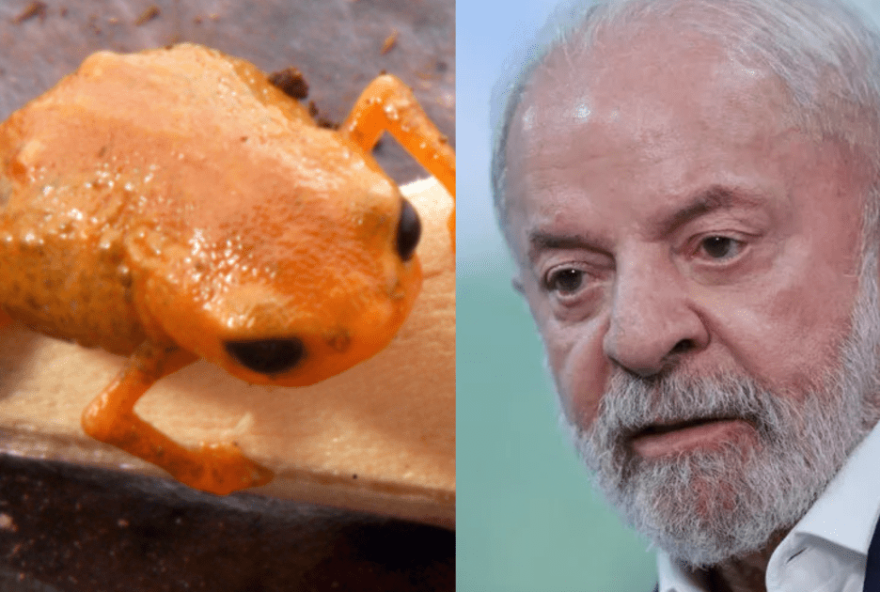 nova-especie-de-sapo-minusculo-na-serra-do-mar-em-santa-catarina-presta-homenagem-a-luiz-inacio-lula-da-silva nova-especie-de-sapo-minusculo-na-serra-do-mar-em-santa-catarina-presta-homenagem-a-luiz-inacio-lula-da-silva
