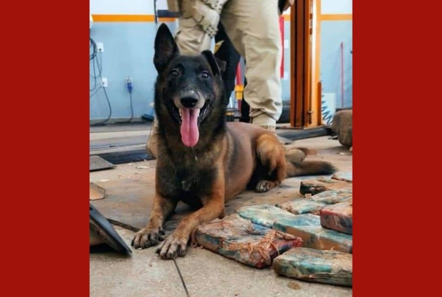 nova-lei-em-bh-permite-doacao-de-partes-do-corpo-humano-para-treinamento-de-caes-farejadores nova-lei-em-bh-permite-doacao-de-partes-do-corpo-humano-para-treinamento-de-caes-farejadores