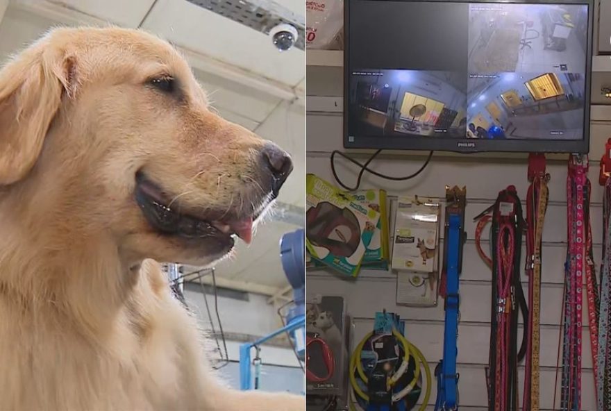 nova-lei-em-porto-alegre3A-pet-shops-sao-obrigados-a-gravar-banhos-e-tosas nova-lei-em-porto-alegre3A-pet-shops-sao-obrigados-a-gravar-banhos-e-tosas