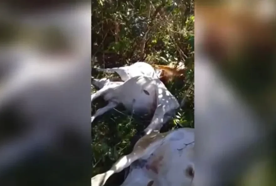 Raio mata cinco novilhas em fazenda de Cocalzinho de Goiás