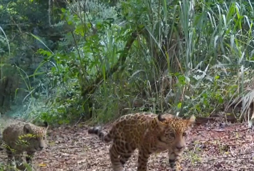 novos-filhotes-de-onca-pintada-sao-flagrados-no-parque-nacional-do-iguacu novos-filhotes-de-onca-pintada-sao-flagrados-no-parque-nacional-do-iguacu