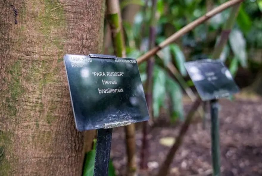 o-roubo-da-amazonia-e-suas-licoes-para-a-cop30-em-belem3A-da-historia-da-borracha-a-transformacao-da-cidade