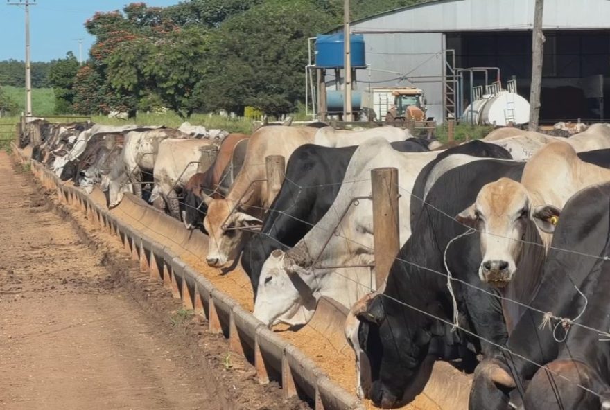 oferta-restrita-de-bezerros-dificulta-reposicao-em-sp oferta-restrita-de-bezerros-dificulta-reposicao-em-sp