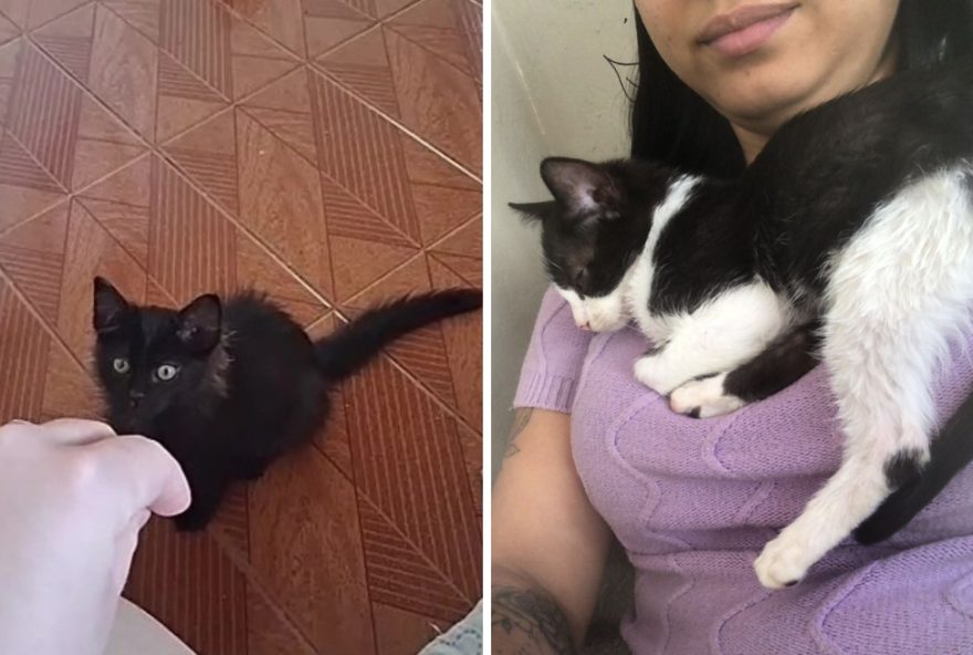 oitava-morte-de-gato-em-mogi-guacu-apos-castracao-gratuita3A-empresa-terceirizada-cancelada