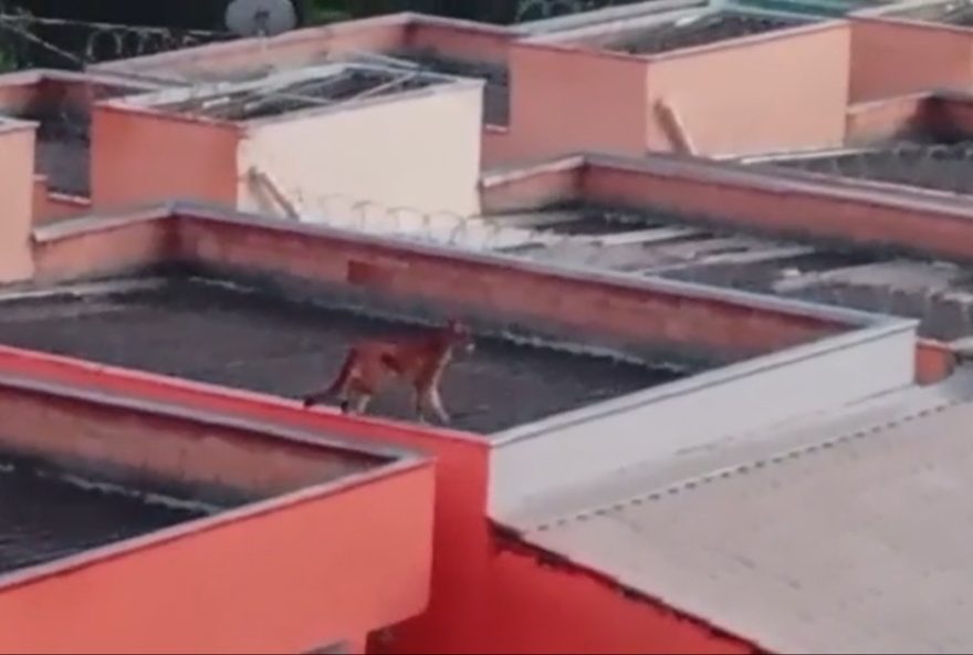 onca-e-flagrada-caminhando-sobre-telhados-na-grande-bh onca-e-flagrada-caminhando-sobre-telhados-na-grande-bh