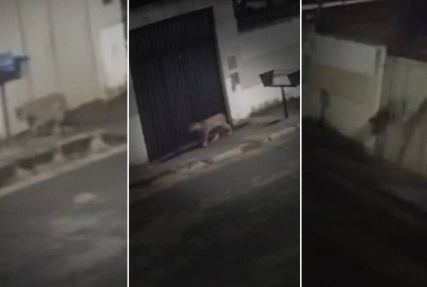 onca-e-flagrada-passeando-em-rua-de-esmeraldas onca-e-flagrada-passeando-em-rua-de-esmeraldas