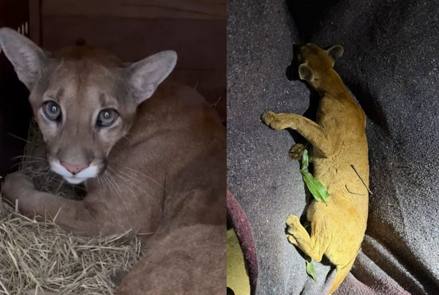 onca-parda-capturada-em-arvore-no-centro-de-paicandu2C-pr2C-sera-devolvida-a-natureza