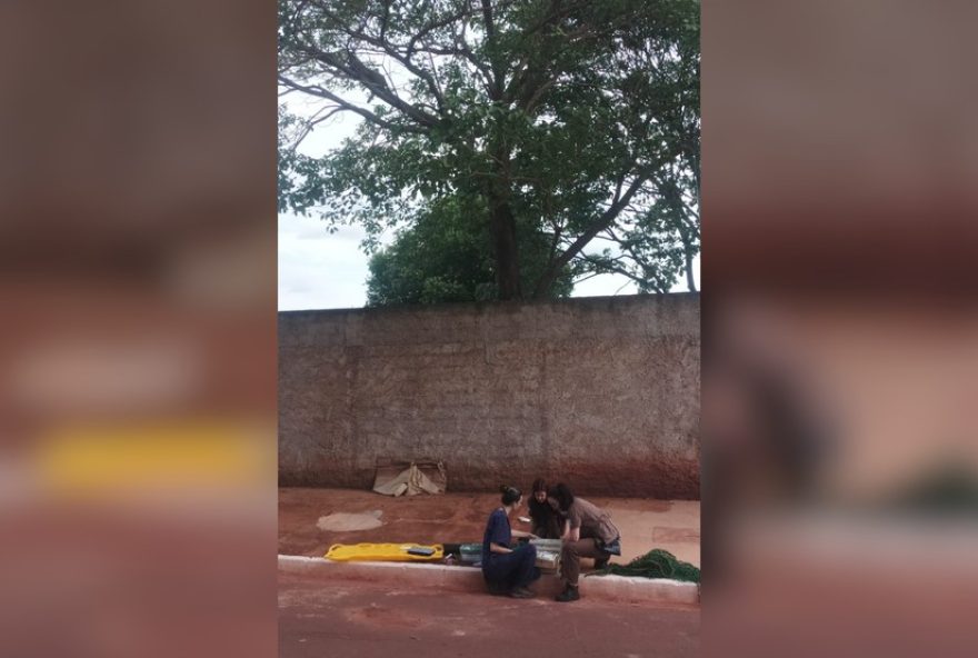 onca-parda-e-avistada-em-quintal-de-familia-no-triangulo-mineiro3A-operacao-de-captura-em-andamento