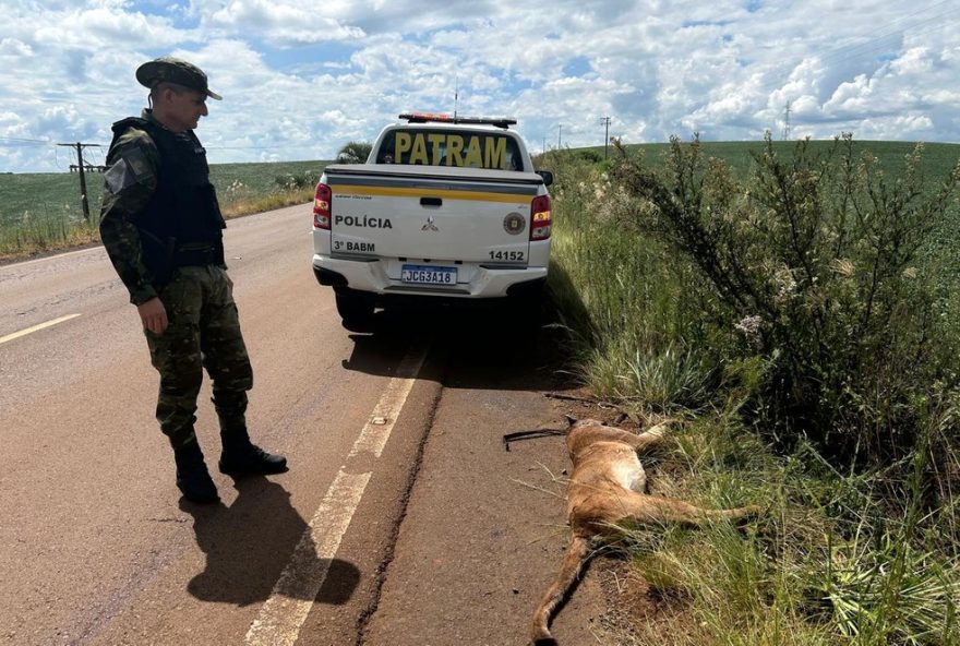 onca-parda-e-encontrada-atropelada-no-rs3A-especie-ameacada-de-extincao-precisa-de-protecao