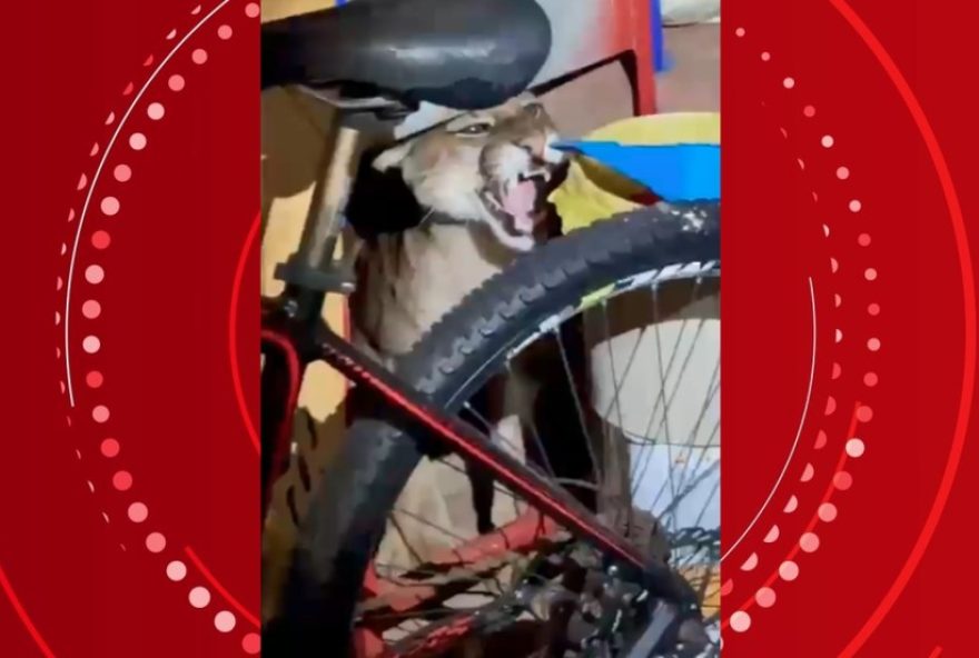 onca-parda-e-encontrada-em-quintal-de-casa-no-parana3A-resgate-emocionante onca-parda-e-encontrada-em-quintal-de-casa-no-parana3A-resgate-emocionante