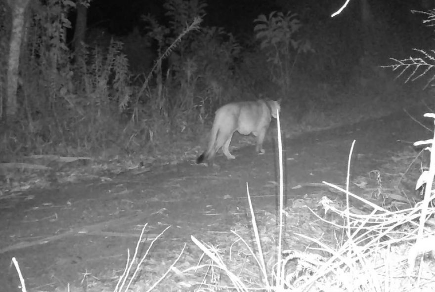 onca-parda-e-flagrada-rondando-propriedade-de-veterinario-em-sc3B-video-registrado