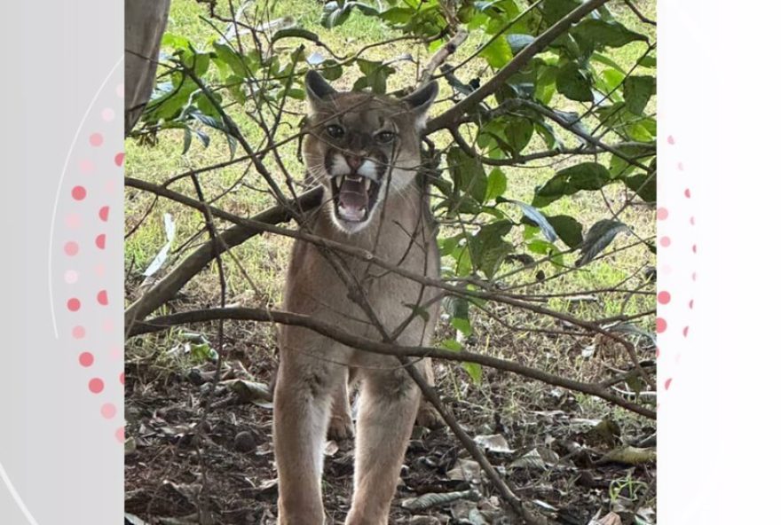 onca-parda-invade-bairro-em-cambe2C-parana2C-e-e-resgatada-sem-feridos